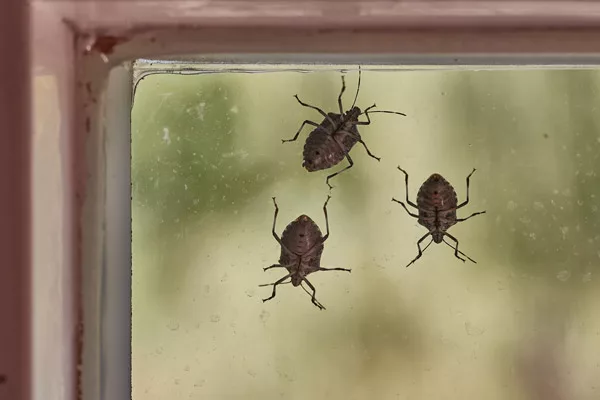 Stink-Bugs-On-A-Window-Glass-S-1.webp