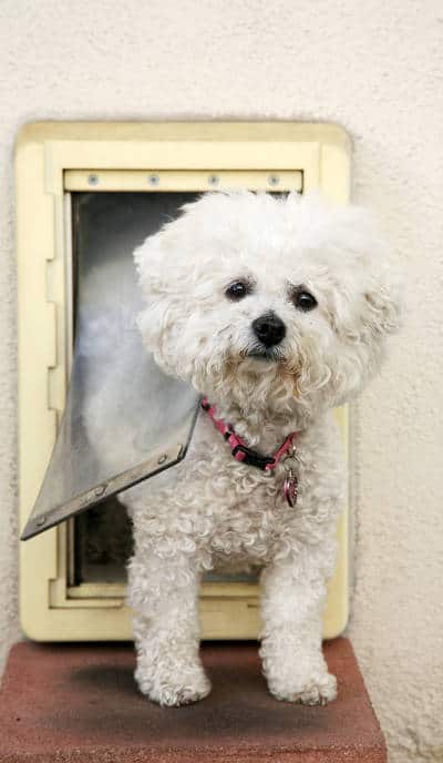 small-dog-in-pet-door.jpg