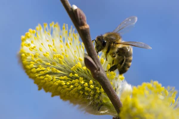 Bee-Collects-Pollen-On-A-Yello-1.jpg