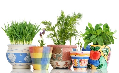 Five-different-herbs-in-colorf-3.jpg