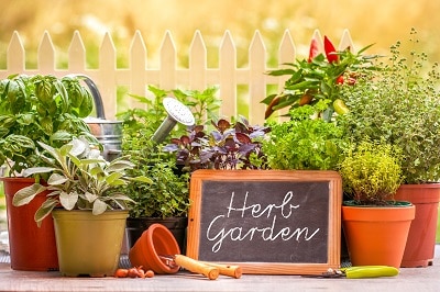 Herb-garden-at-home-yard-in-wi-5.jpg