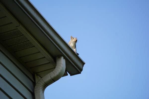 squirrels-in-the-attic-1.jpg