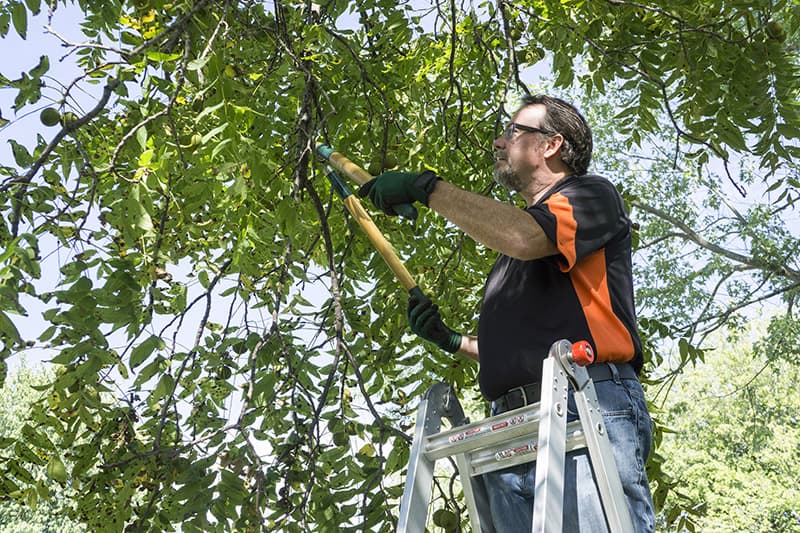 tree-trim-6.jpg