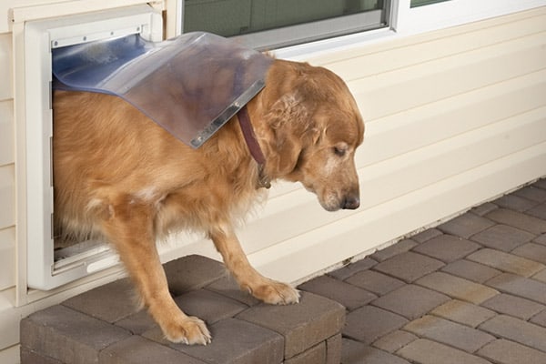 a-well-trained-golden-retriever-dog-walikng-through-a-dog-door-2.jpg