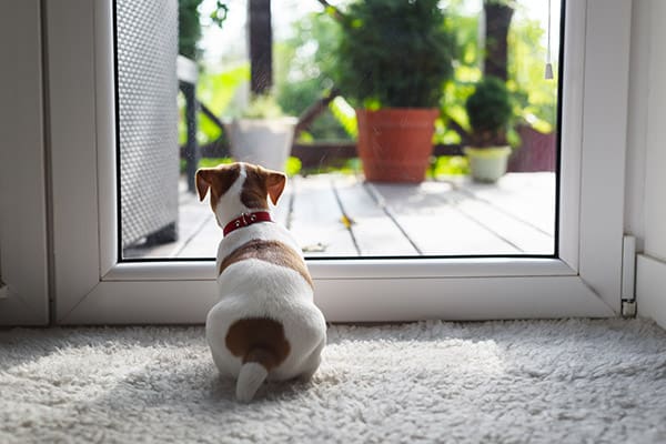 Jack-Russel-Terrier-puppy-sitting-behind-a-doggie-door-1.jpg