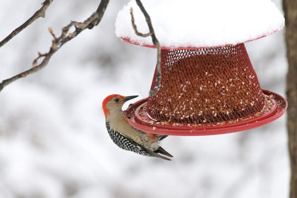 bigstock-Red-bellied-Woodpecker-6913089.jpg