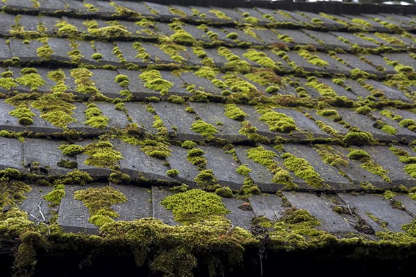 algae-growth-on-roof-2.jpeg