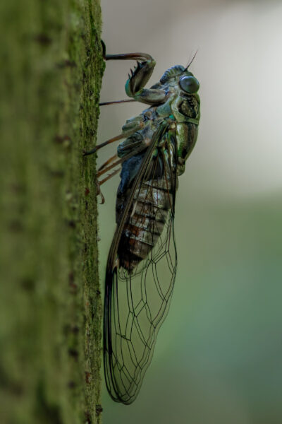 cicadas-2023-11-27-05-28-59-utc-scaled-1.jpg