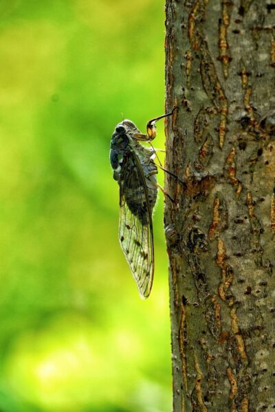 vertical-shot-of-a-cicada-on-a-tree-trunk-2023-11-27-05-2.jpeg