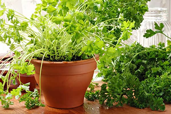 herb-garden-in-garden-window-kitchen-3.jpg