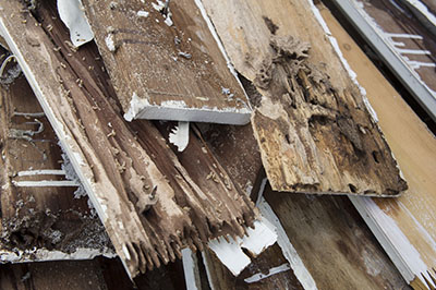 Termite-Damage-Rotten-Wood-Eat-3.jpg