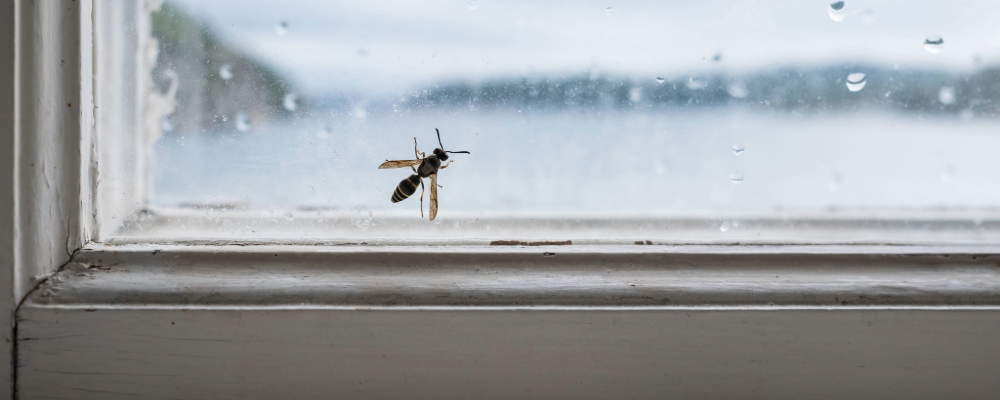 home_renewal_bugs_off_of_windows.png