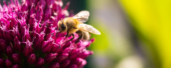 home-renewal-pollen-3.webp
