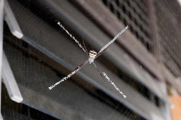 keep-spiders-off-siding-1.webp