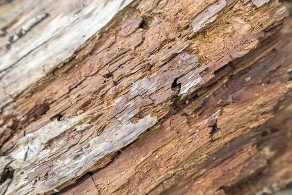 replacing-rotted-wood-siding-1.webp